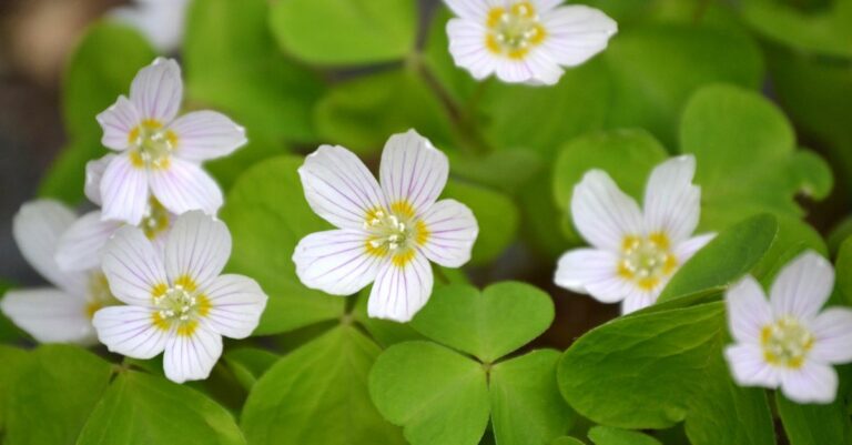 Comment se débarrasser des oxalis naturellement