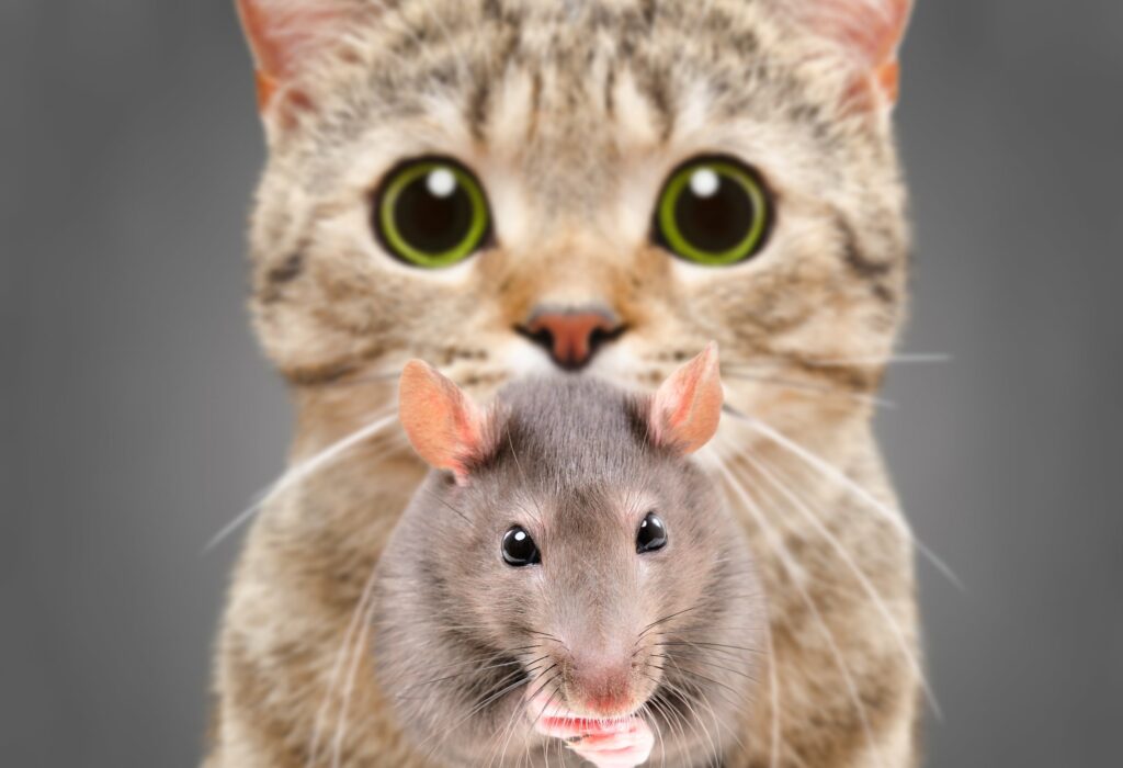 Comment se débarrasser des rats dans un poulailler ?