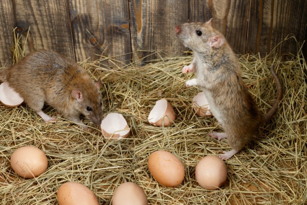 Comment se débarrasser des rats dans un poulailler ?