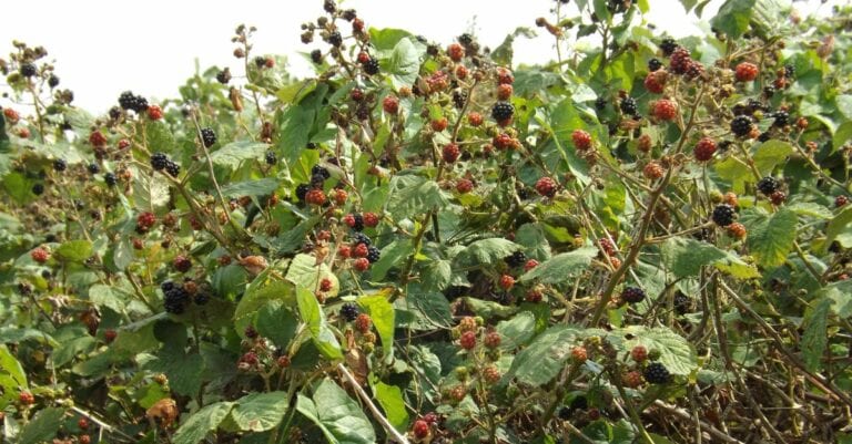 Comment se débarrasser des ronces de façon naturelle
