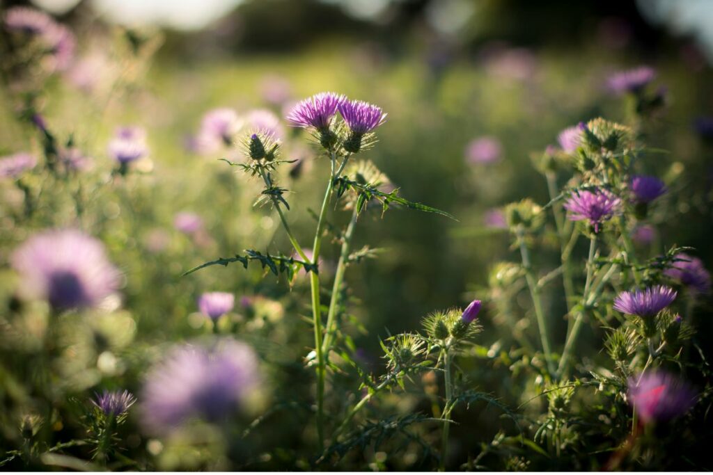 Les astuces pour se débarrasser du chardon au jardin