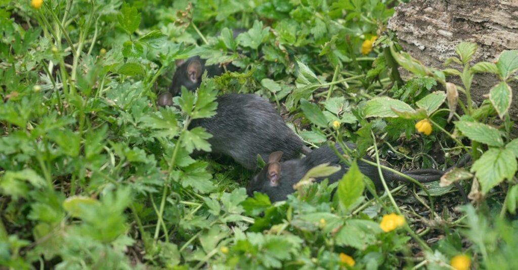 les meilleures moyens de se débarrasser des rats au jardin