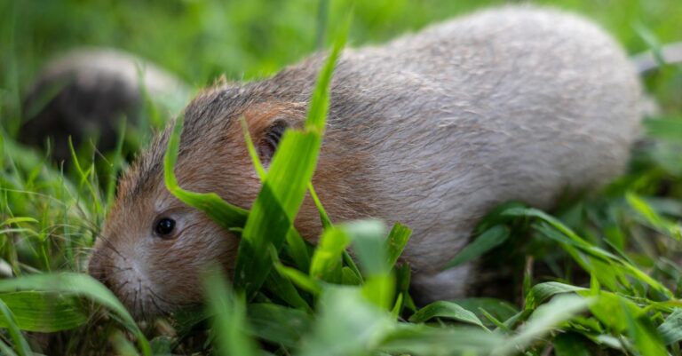 astuces pour se débarrasser des rats dans le jardin