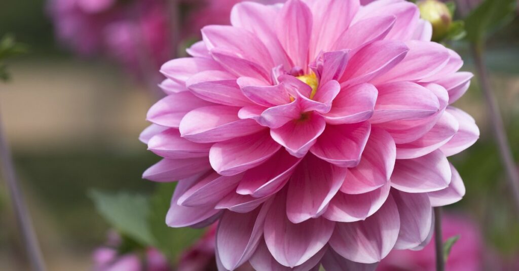 Dahlia bodacious