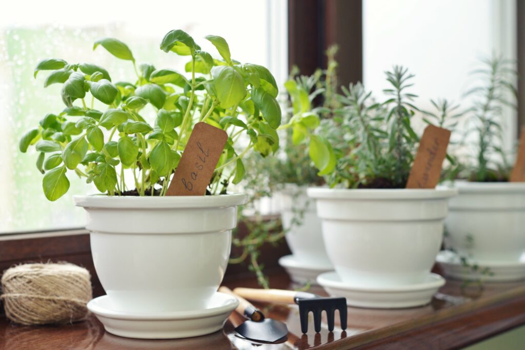 Herbe fraîche de basilic dans un pot