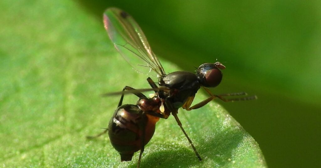 Les solutions pour se débarrasser des moucherons dans les plantes
