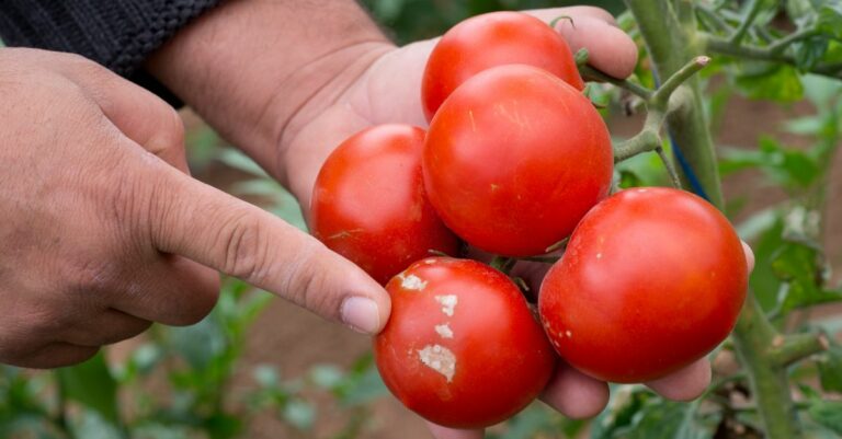 Mildiou de la tomate comment assainir le sol si vos tomates ont attrapé la maladie