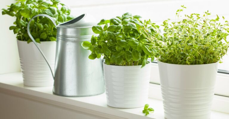 Plantes aromatiques