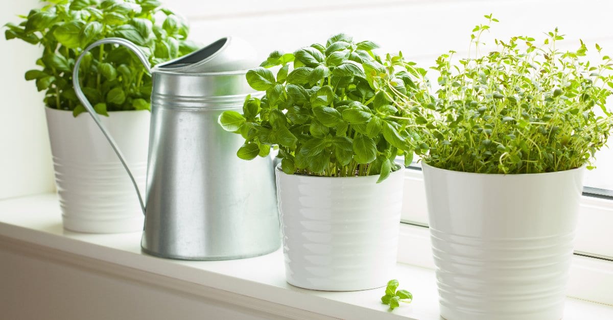 Plantes aromatiques