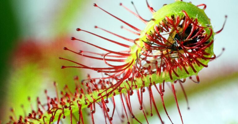 Pourquoi planter des plantes carnivores dans son jardin