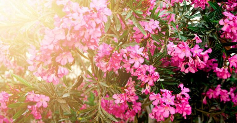 Tout savoir sur la taille du laurier rose