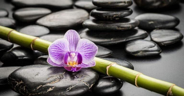 Les méthodes pour bien tailler une orchidée