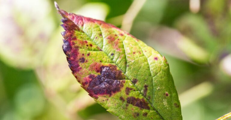 Tâches rougeâtres et brunes sur les feuilles des plantes