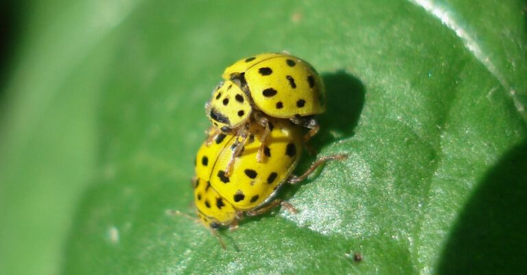 Les dangers de la coccinelle asiatique au jardin