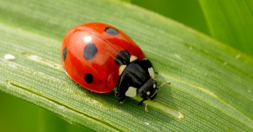 coccinelles