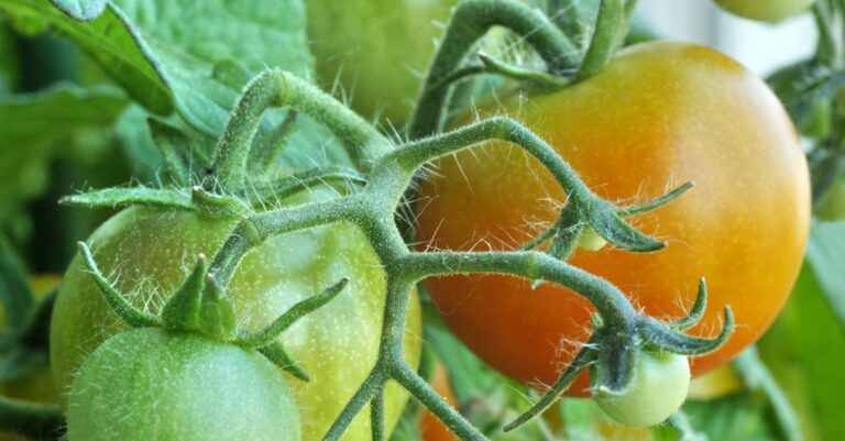 Comment faire murir les tomates plus rapidement ?