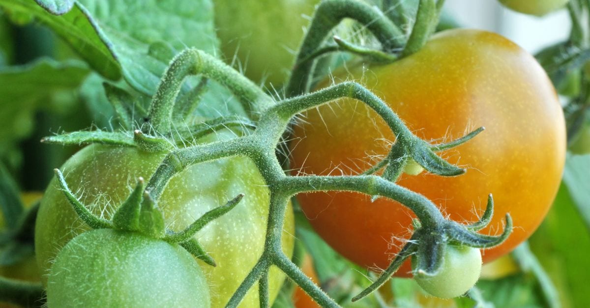Comment faire murir les tomates plus rapidement ?