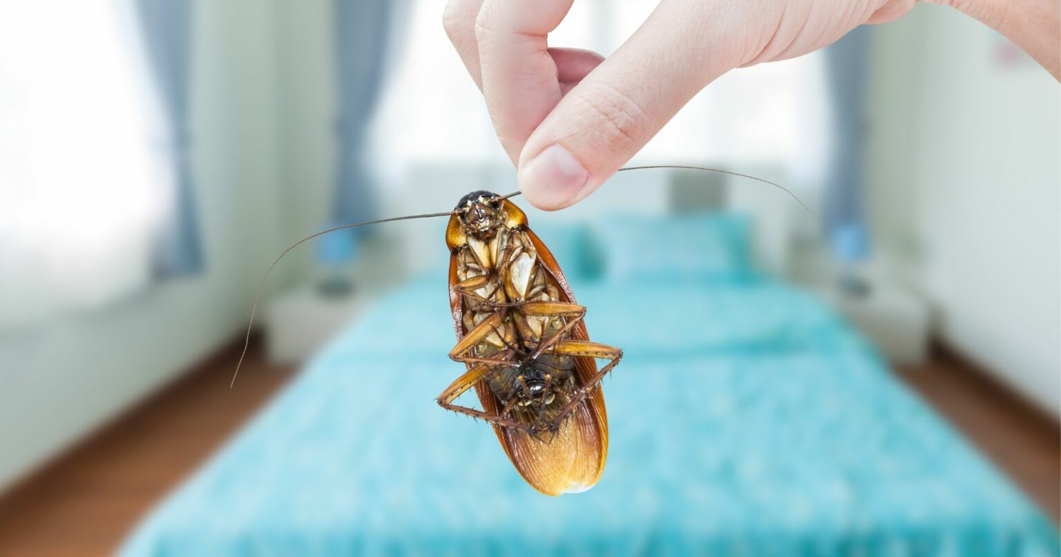 Les méthodes naturelles pour se débarrasser des blattes