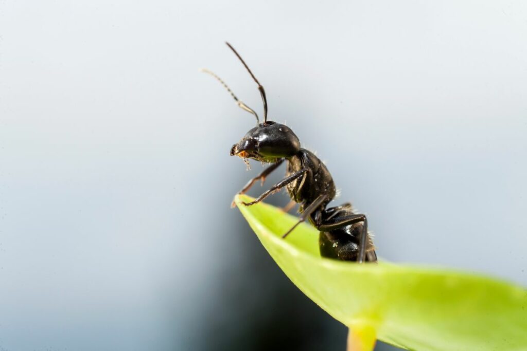 Une fourmi sur une plante