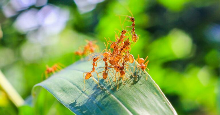 Les astuces pour se débarrasser des fourmis avec du bicarbonate de soude