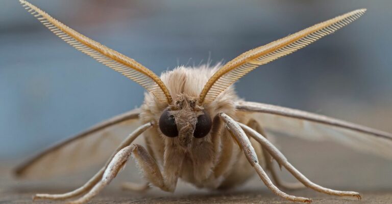 Les astuces naturelles pour se débarrasser des mites