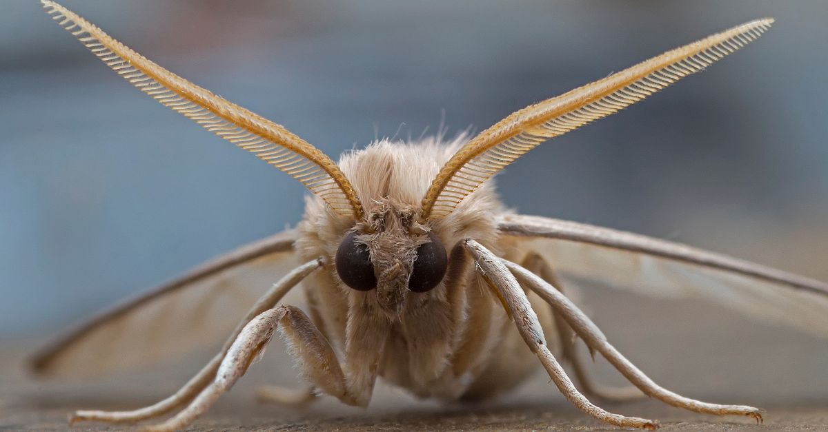 Les astuces naturelles pour se débarrasser des mites
