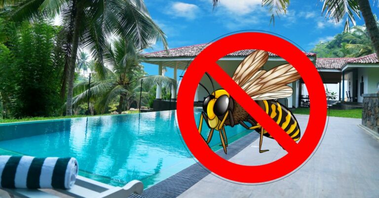comment se debarrasser des guepes autour de la piscine