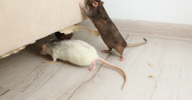 Ces 5 recettes de raticides fait maison ont fait leurs preuves ! Voici comment lutter contre une invasion de rats dans une maison