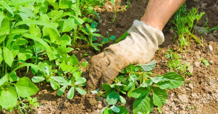 Les astuces pour ne pas jeter les mauvaises herbes