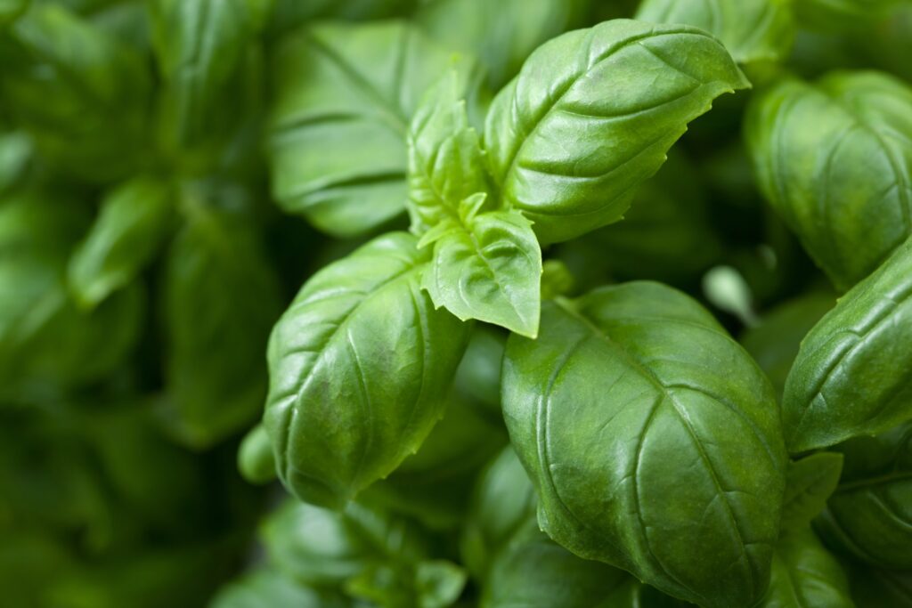Du basilic frais