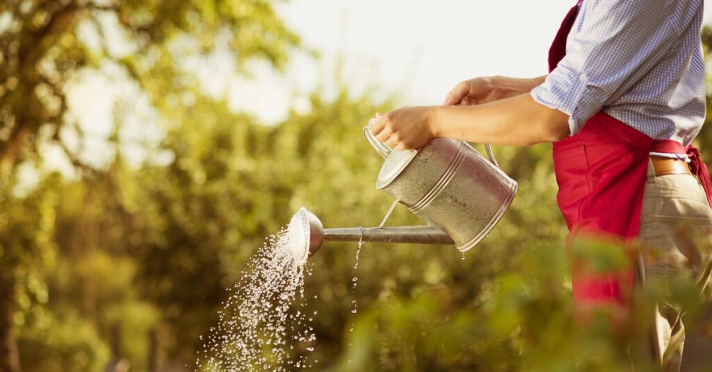L'eau de riz accélère la croissance des plantes