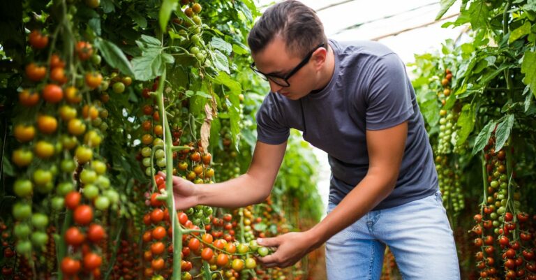 eliminer les punaises sur les tomates
