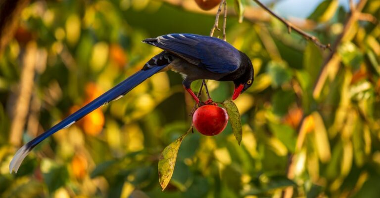 Comment empêcher les oiseaux de manger les fruits et légumes du jardin ?