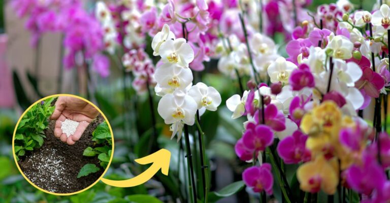 Comment prendre soin de ses orchidées ?