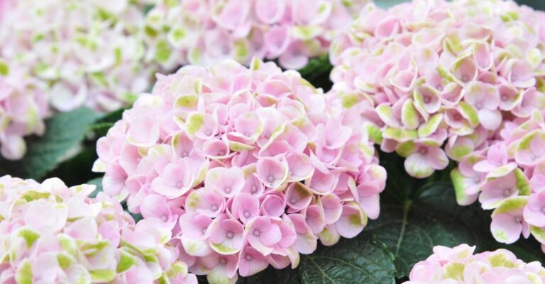 faire changer de couleur les hortensia