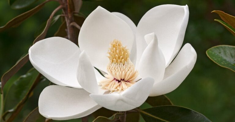 fleurs geantes pour embellir jardin