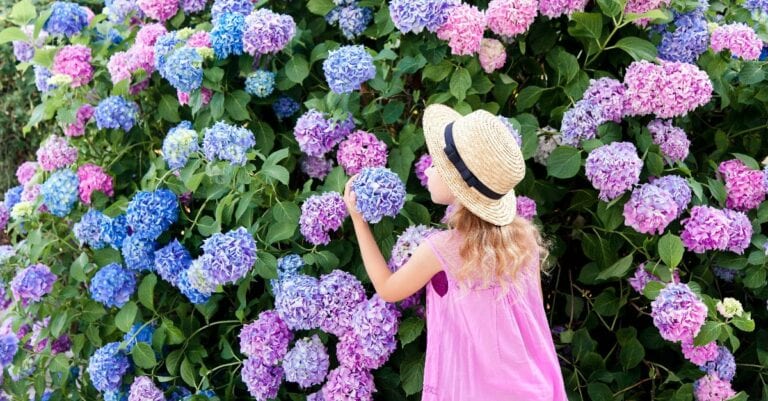 Les problèmes courants pour les hortensias qui ne fleurissent pas