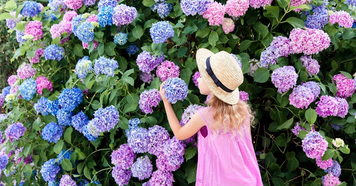Les problèmes courants pour les hortensias qui ne fleurissent pas