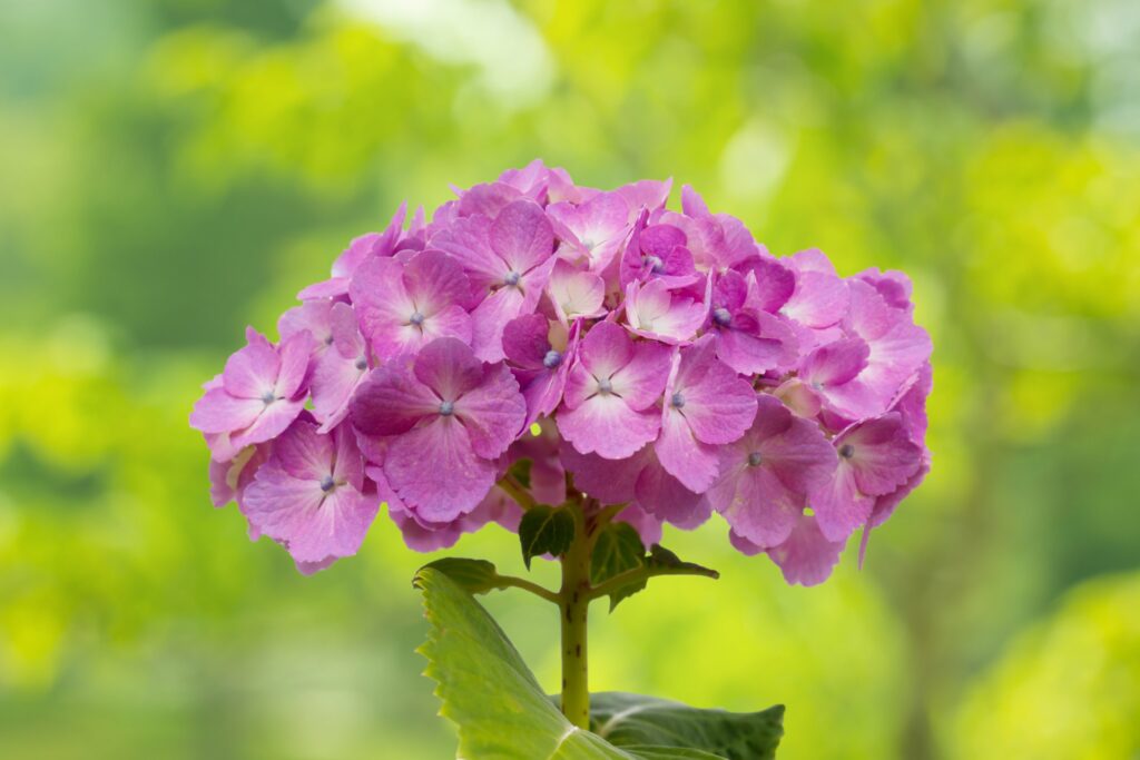hortensias rose