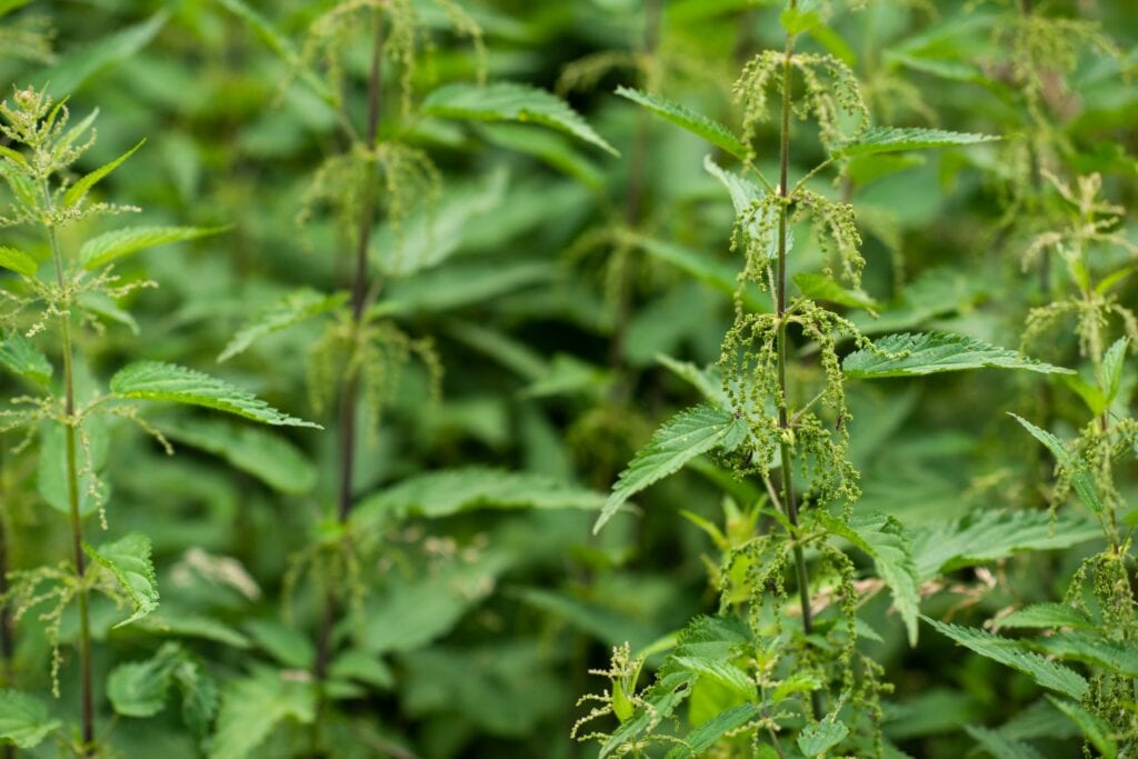 L’ortie : un répulsif naturel contre les nuisibles