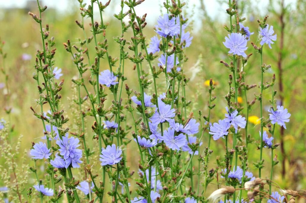 La chicorée maintient la biodiversité du jardin