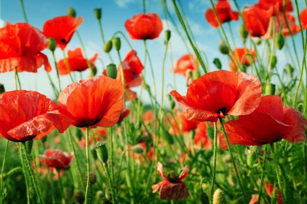 Le coquelicot embellit votre jardin