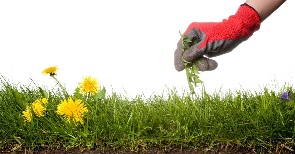 Quelles sont les mauvaises herbes qu'il ne faut pas arracher ?