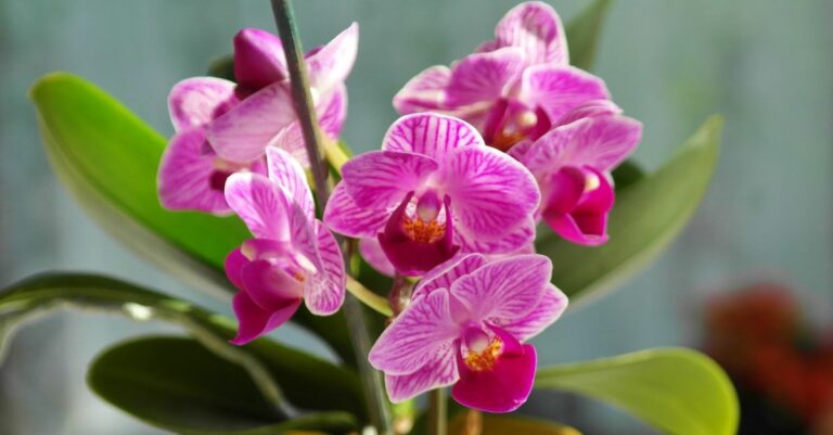 orchidee mourante que faire