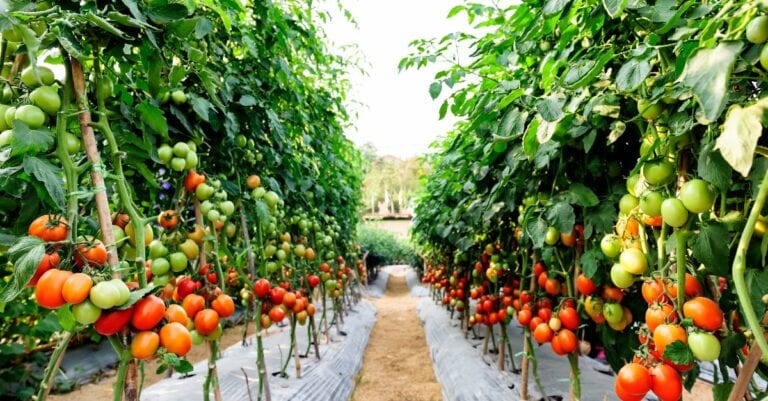 oublier d'arroser les tomates que faire