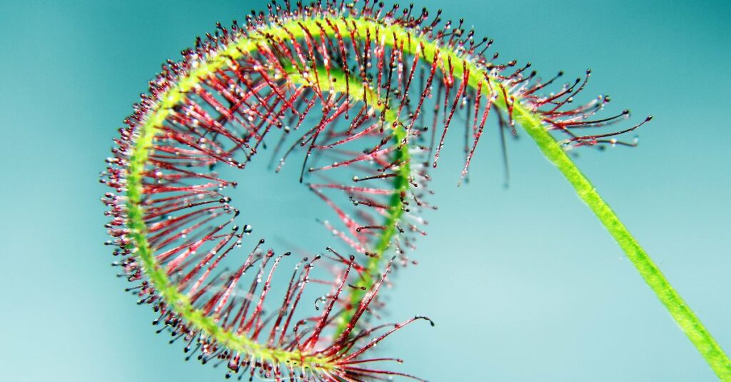 plante carnivore drosera dans jardin
