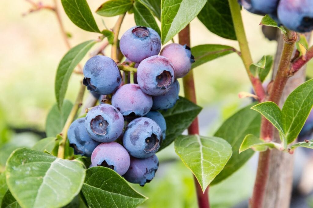 Comment planter un myrtillier ?