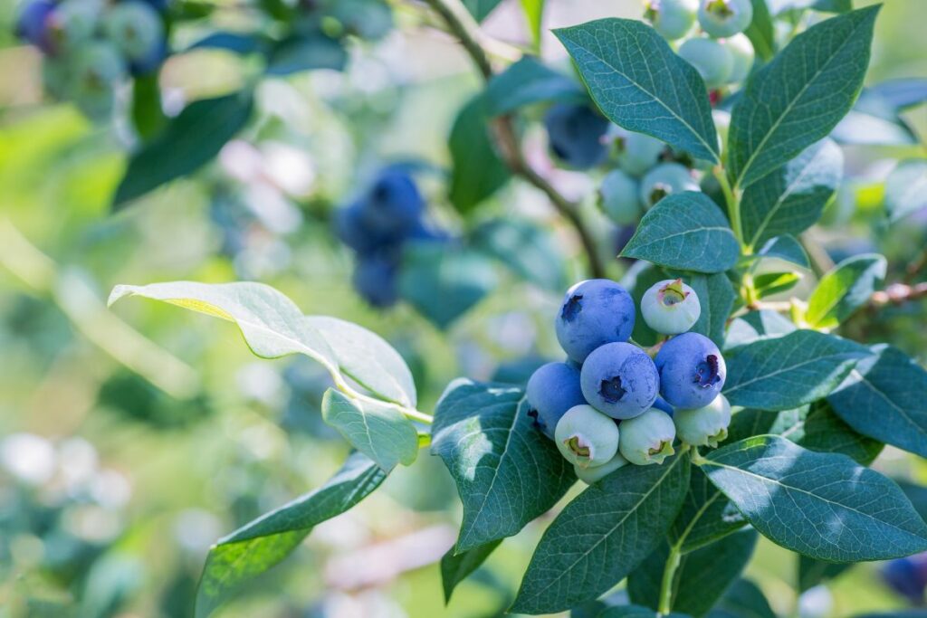 Quand planter un myrtillier ?