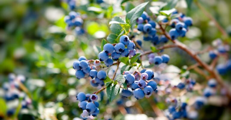 Quand et comment planter un myrtillier ?