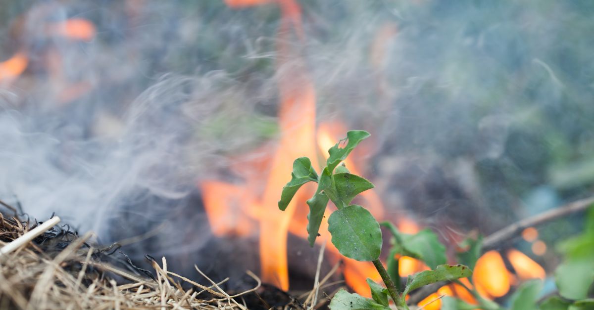 Quelles sont les plantes les plus inflammables ?